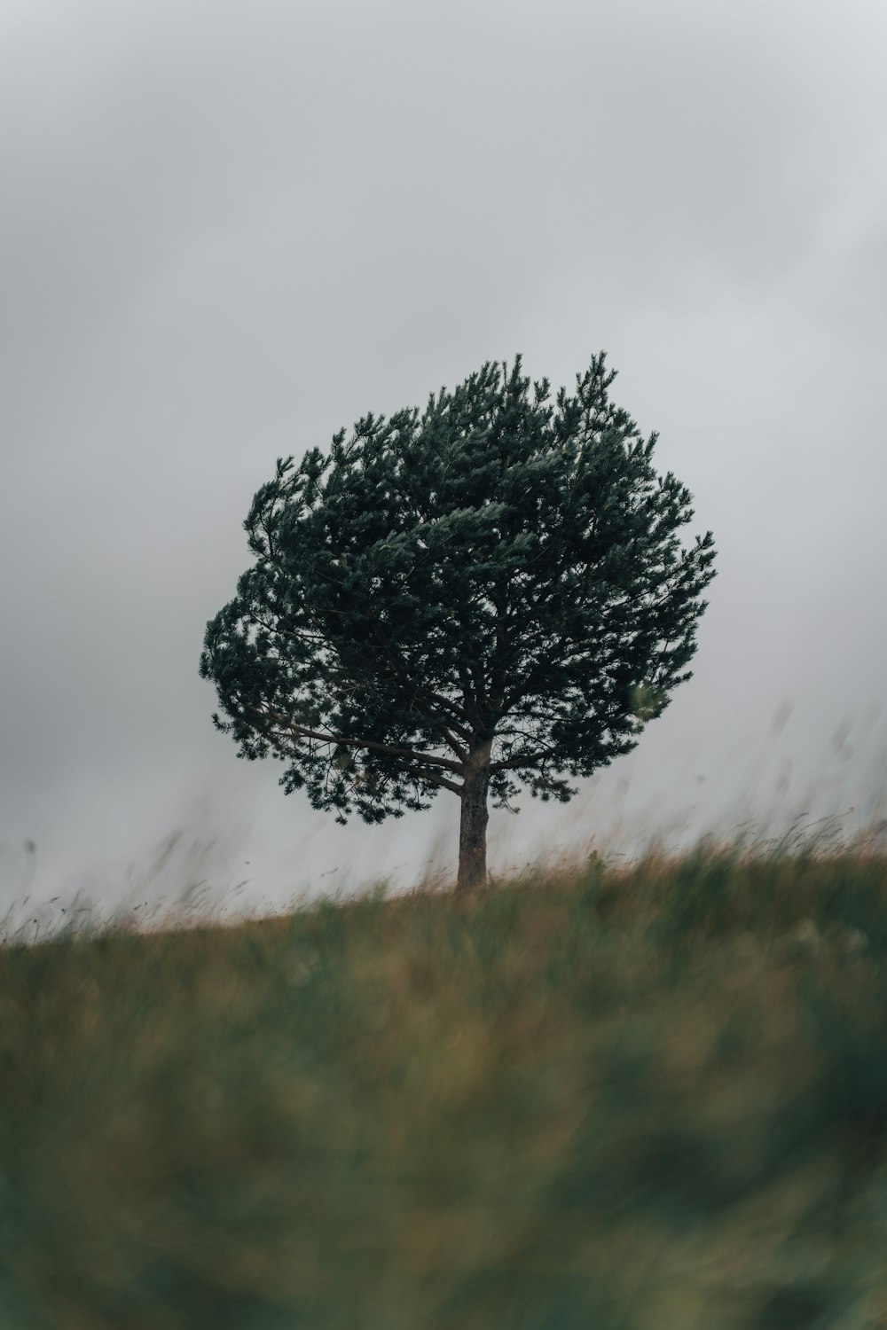 a lone tree in a grassy field under a cloudy sky