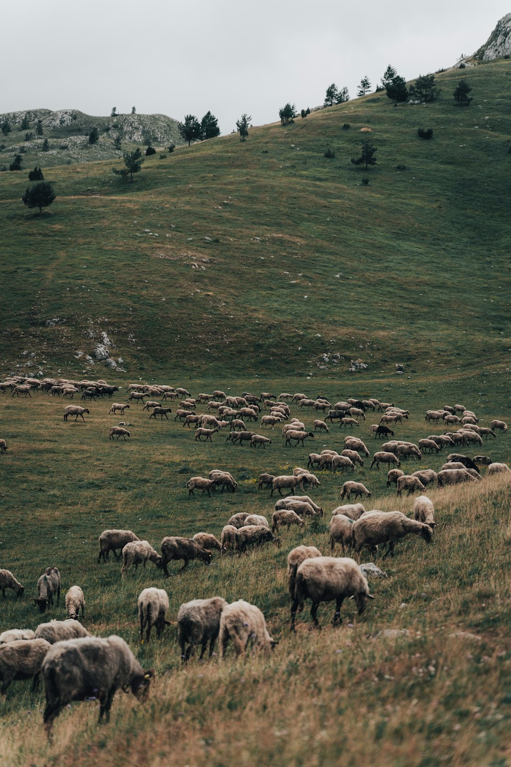 a herd of sheep grazing on a lush green hillside