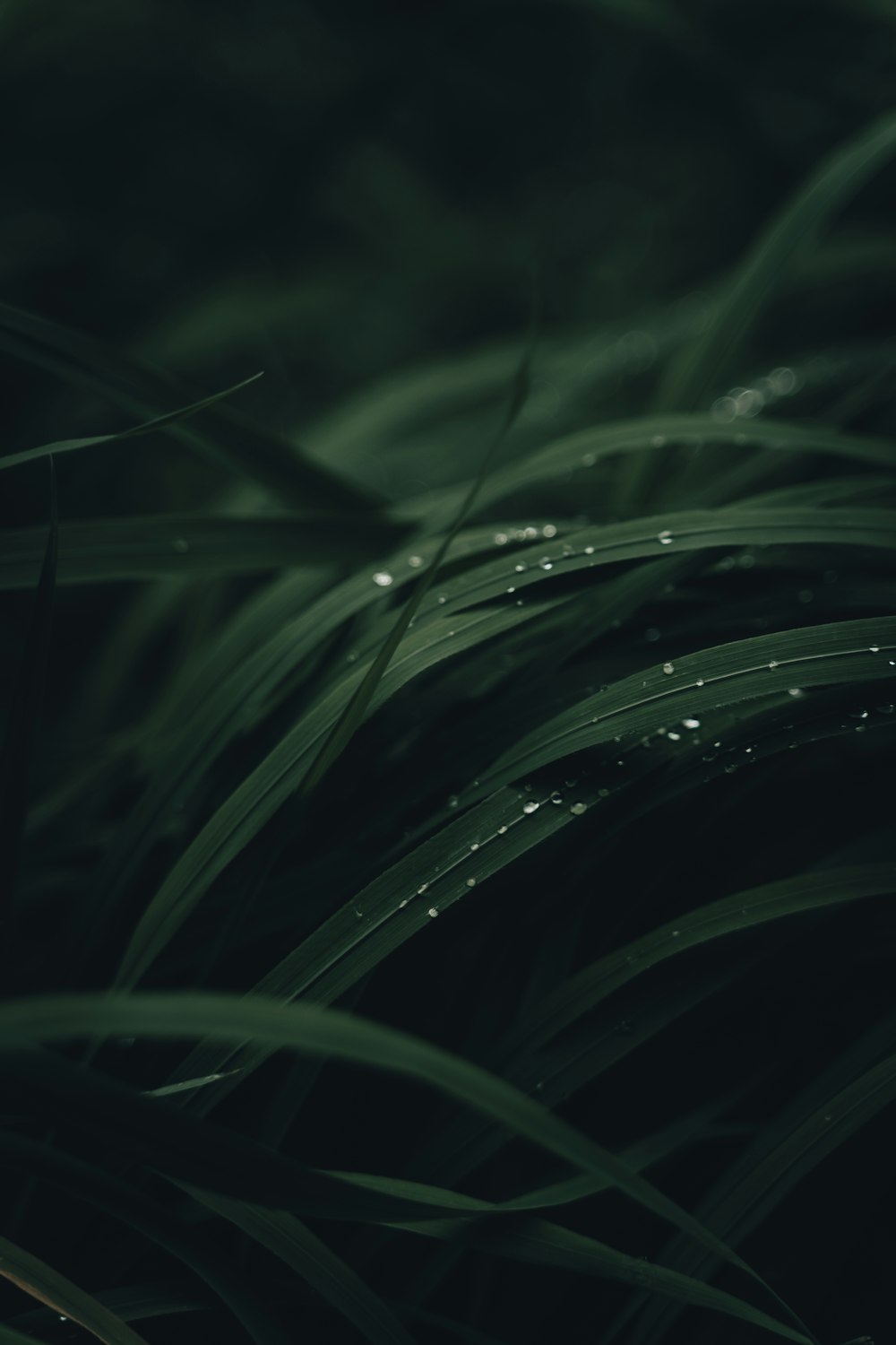 a close up of a plant with water droplets on it