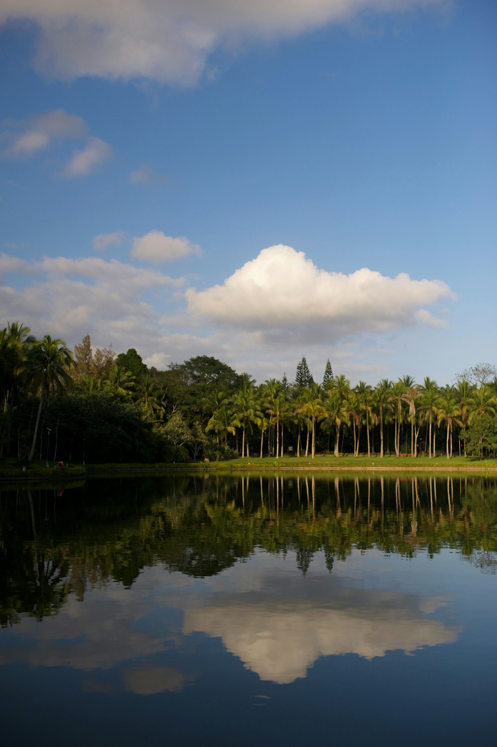 a body of water surrounded by palm trees