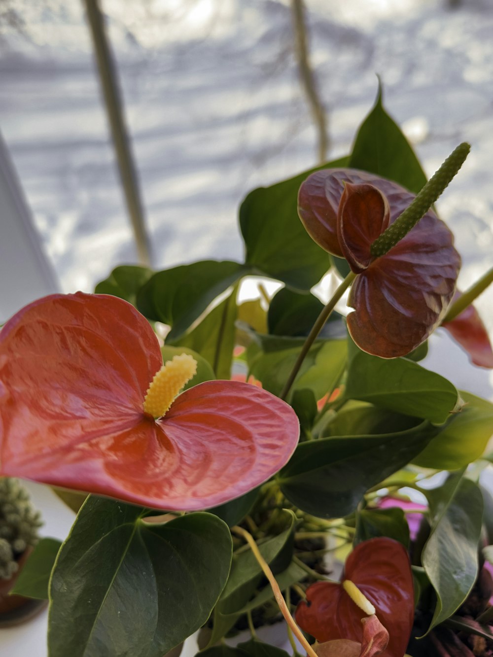 a close up of a flower on a table