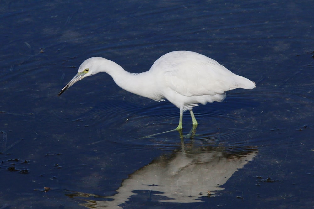 a white bird is standing in the water