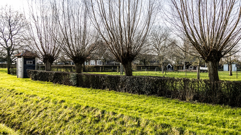 a grassy field with trees and a fence