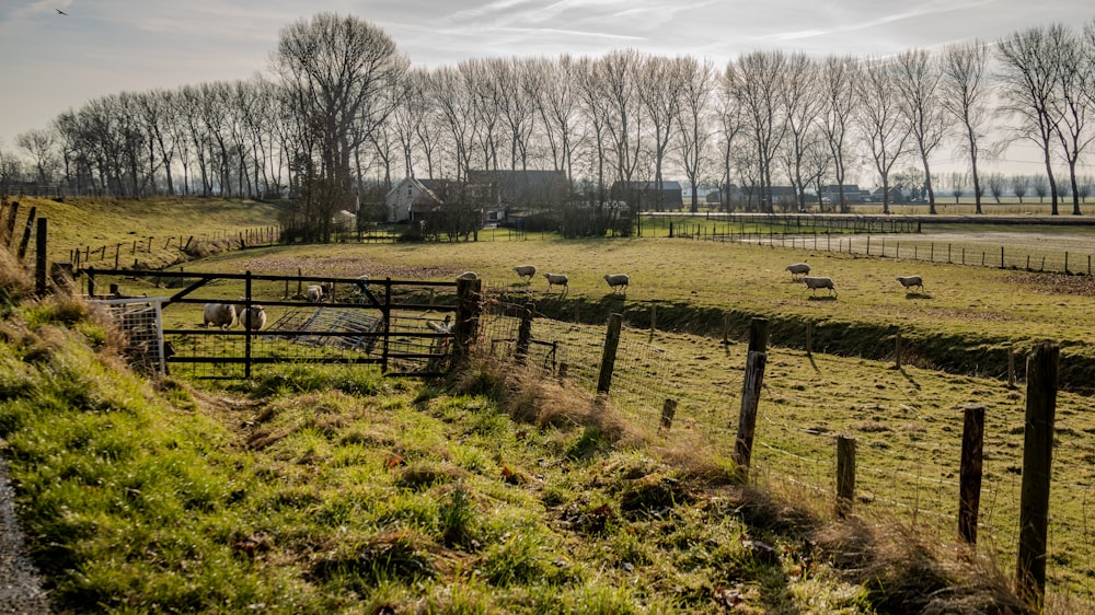 a fenced in pasture with sheep grazing on the grass