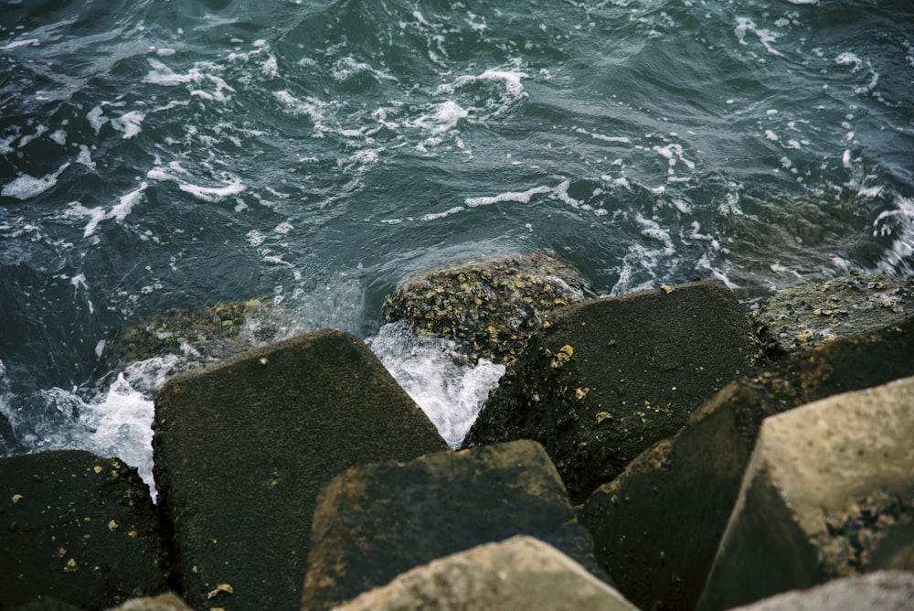 a bird is sitting on a rock near the water