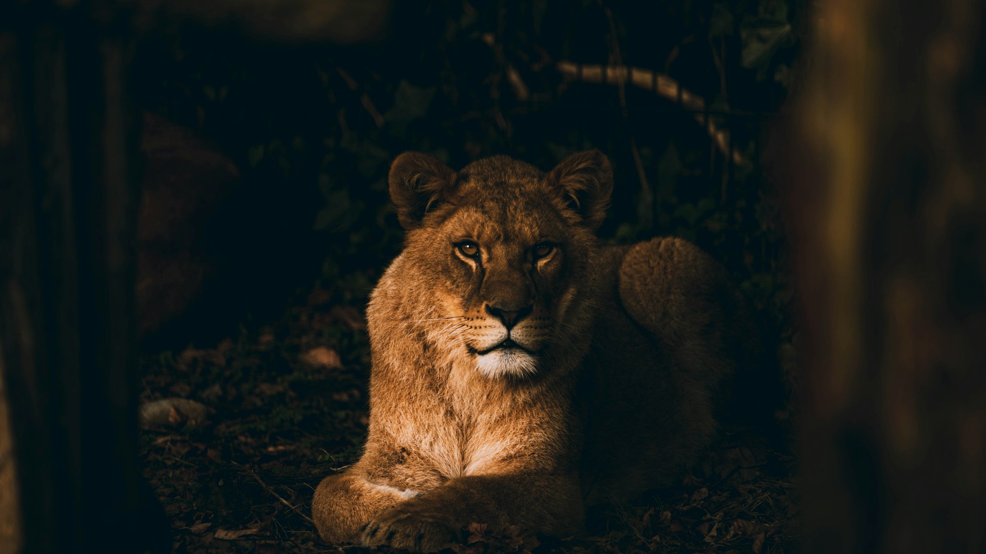 a lion is sitting in the dark in the woods