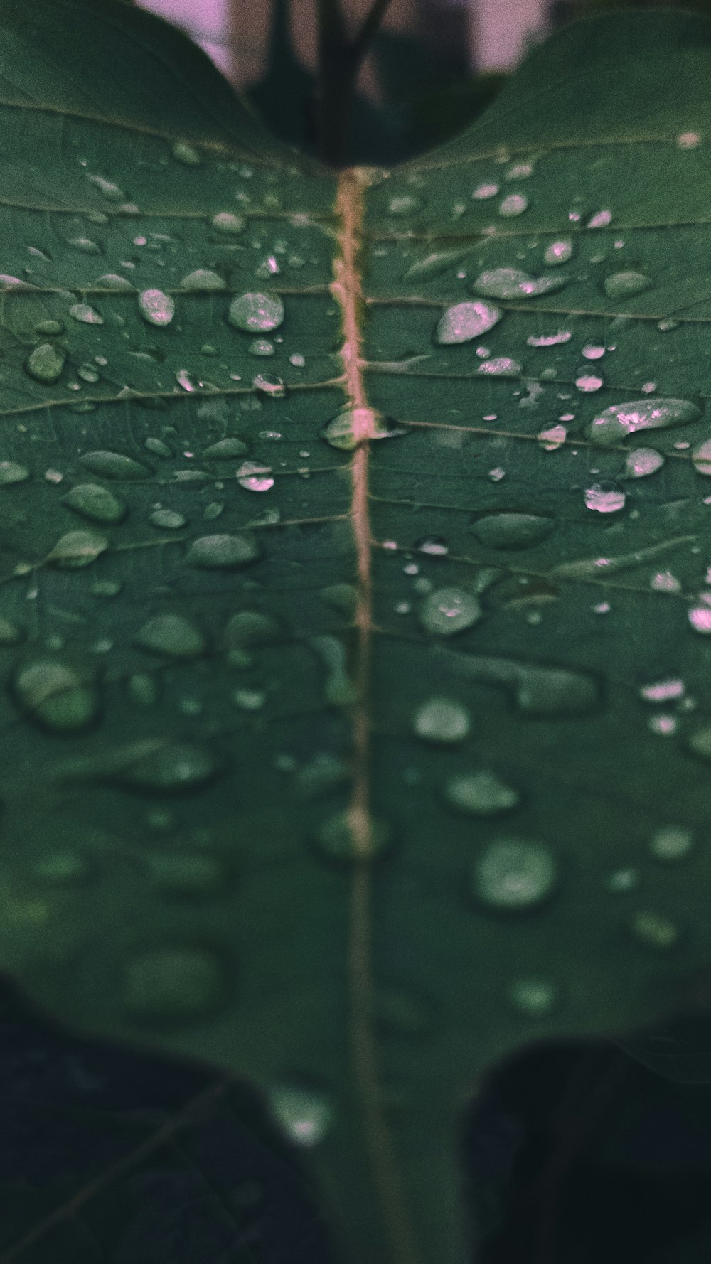 ein grünes Blatt mit Wassertropfen darauf