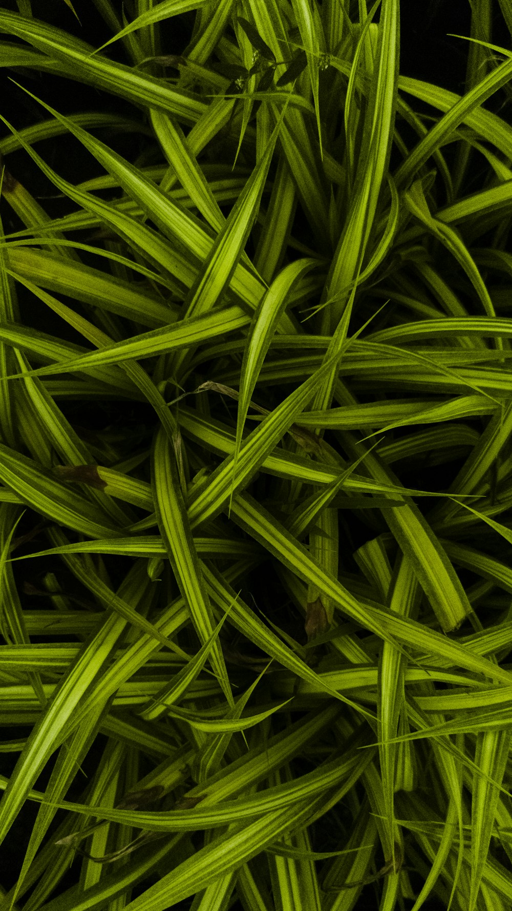 um close up de um monte de grama verde