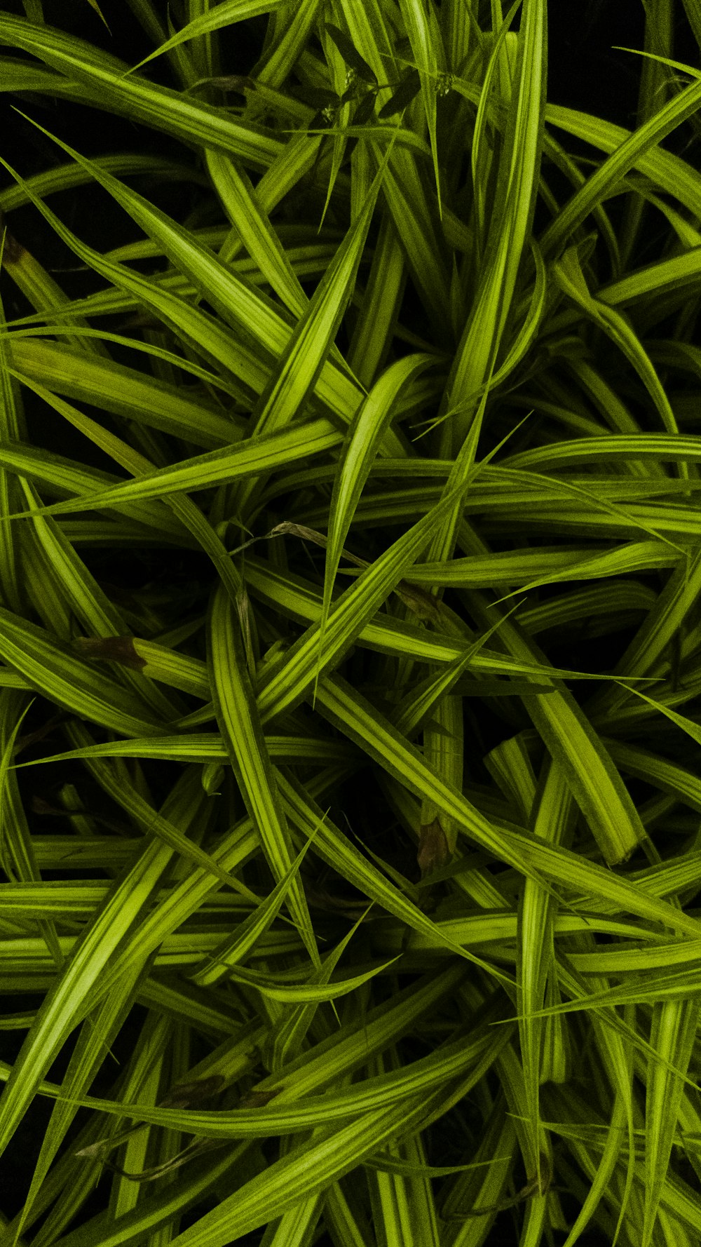 a close up of a bunch of green grass