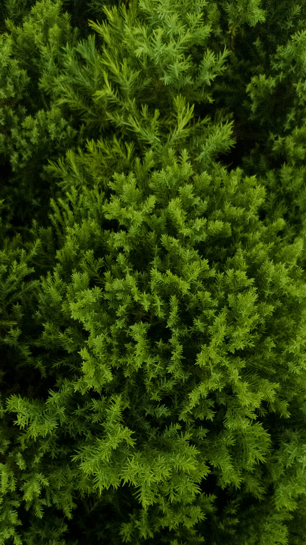 Die Draufsicht auf einen grünen Baum von oben