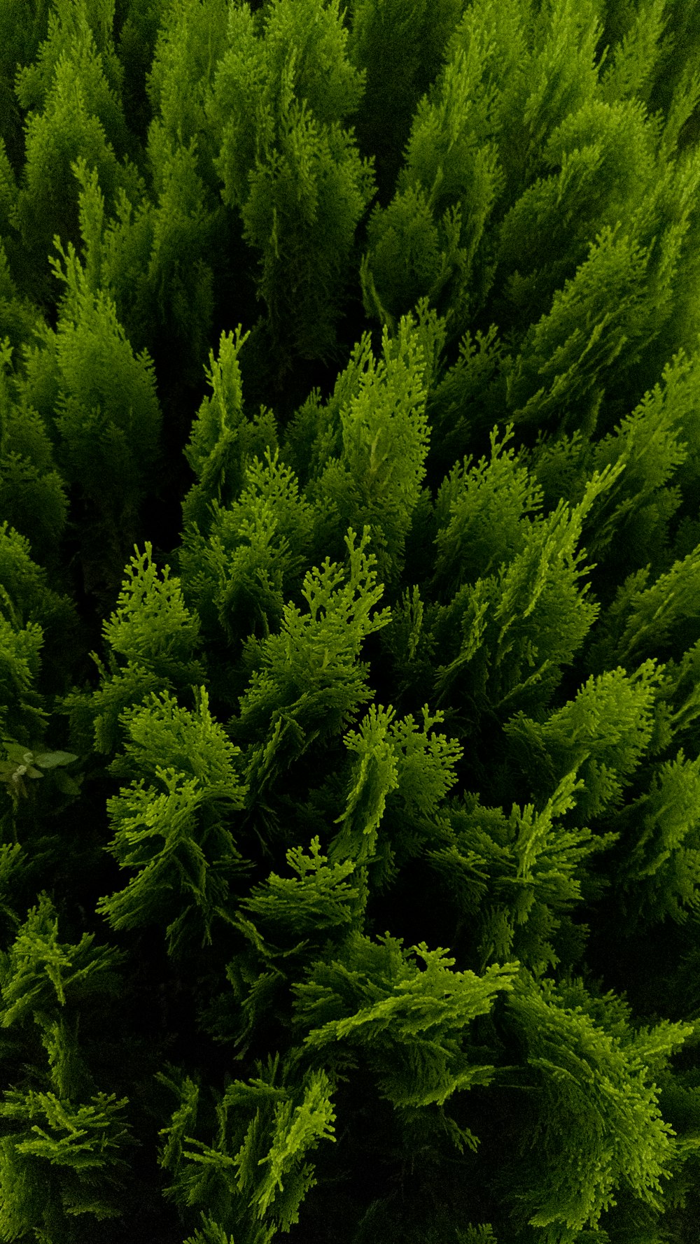 ein großer grüner Baum mit vielen Blättern