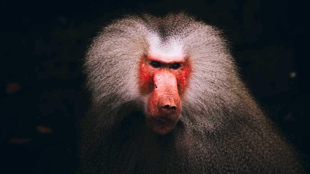 a close up of a baboon's face with a red spot on