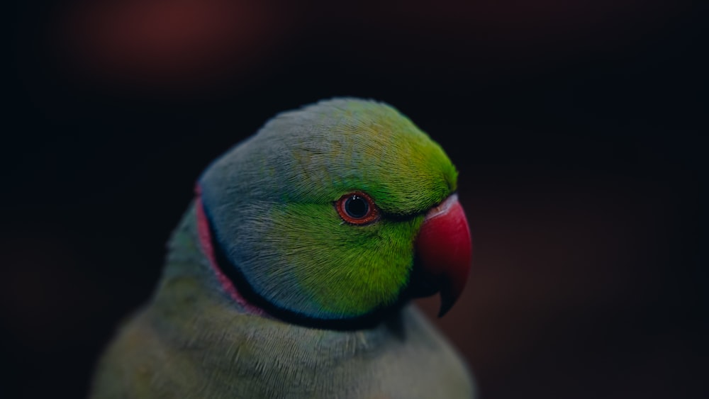 a close up of a green bird with a red beak