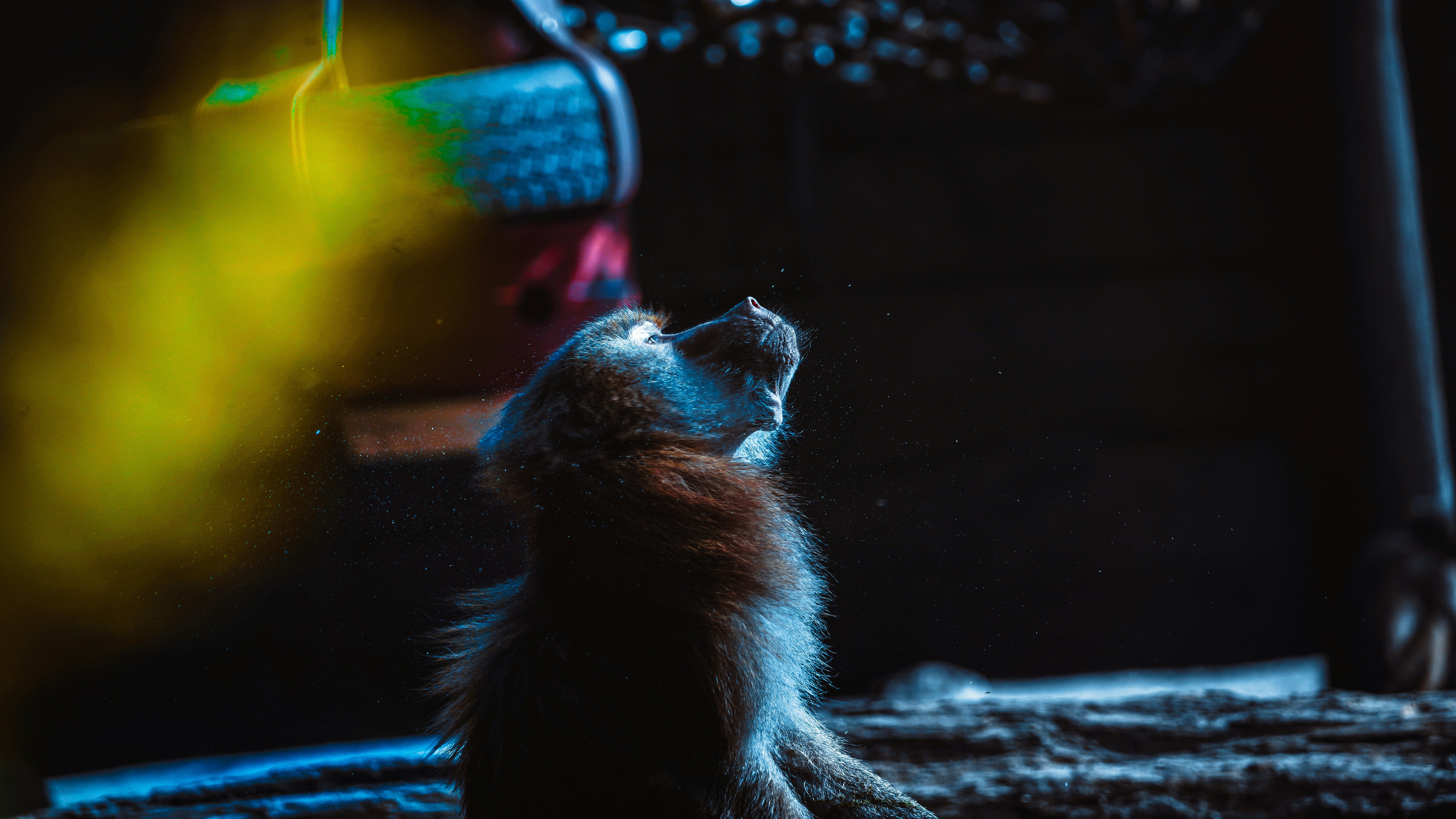 Best Automatic Pet Feeders in 2025