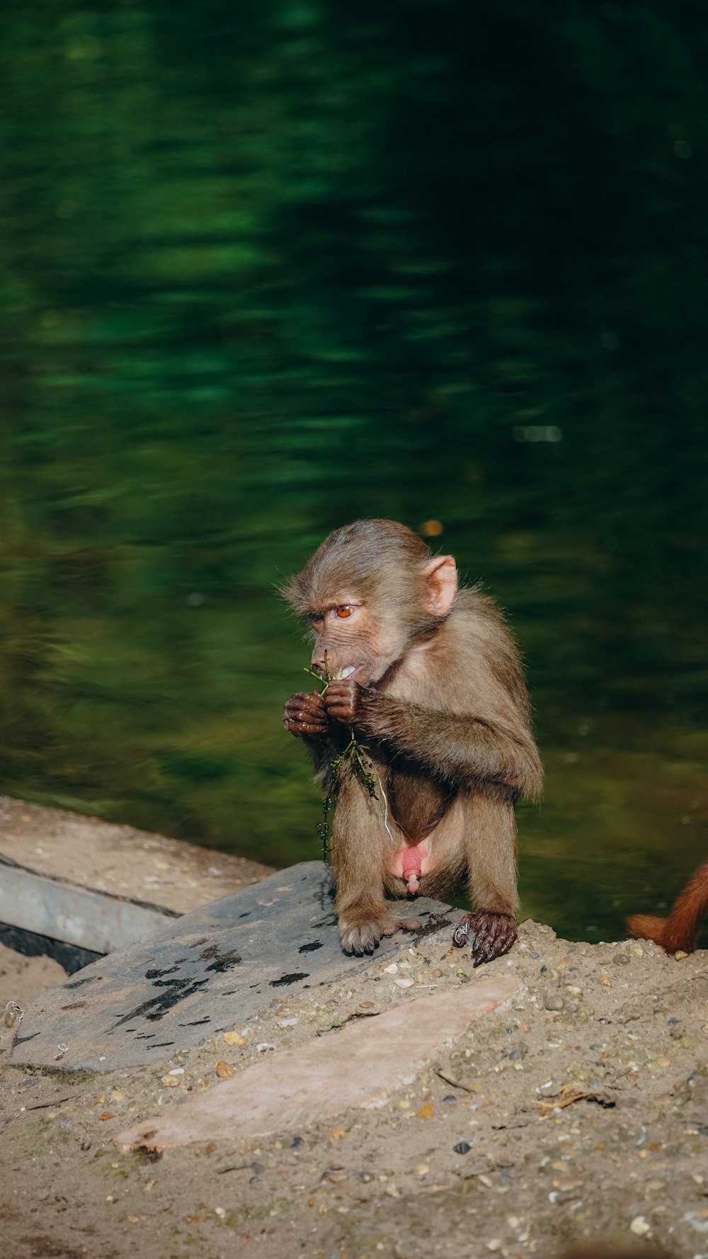 a monkey sitting on a rock next to a body of water