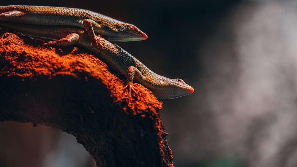 two lizards sitting on top of a piece of wood