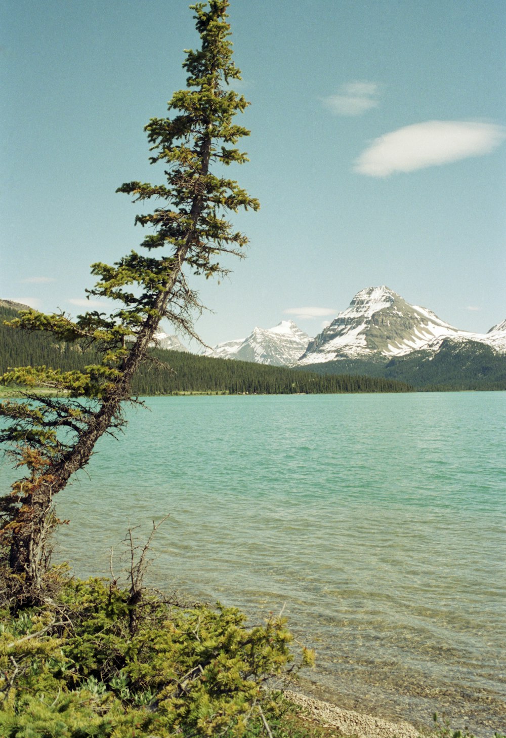 uma árvore solitária na margem de um lago