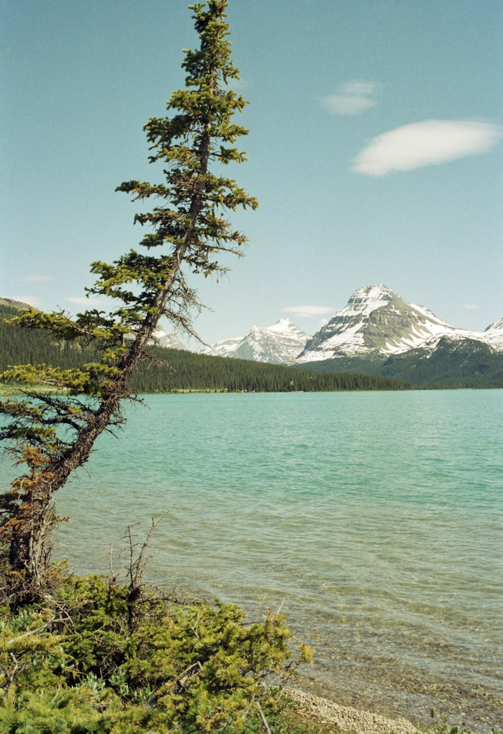 a lone tree on the shore of a lake