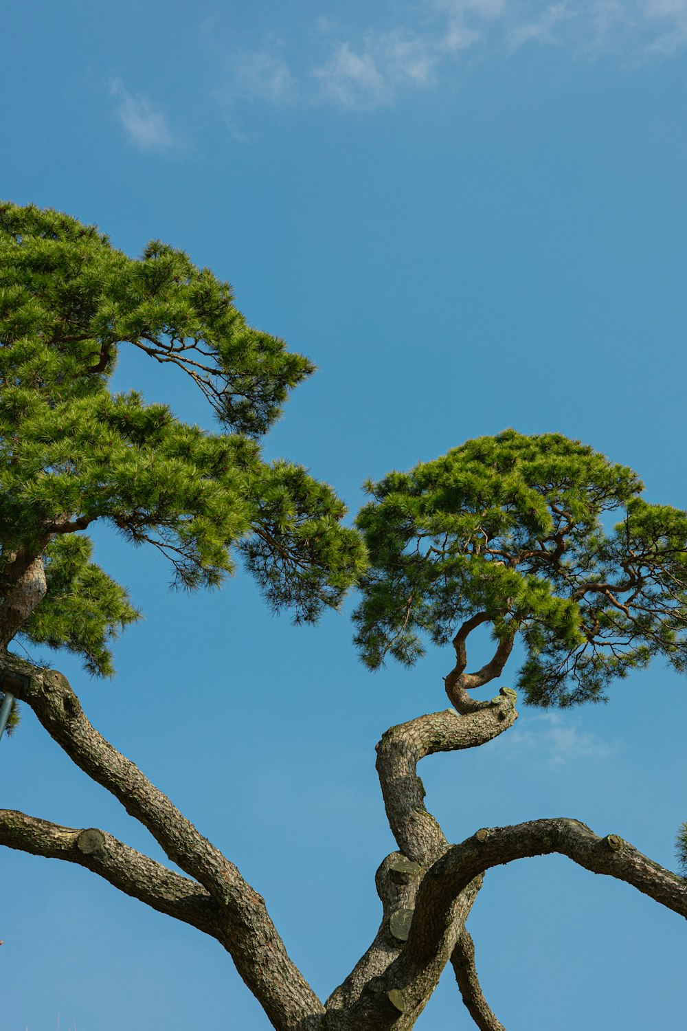 a tree with a curved branch and a blue sky in the background