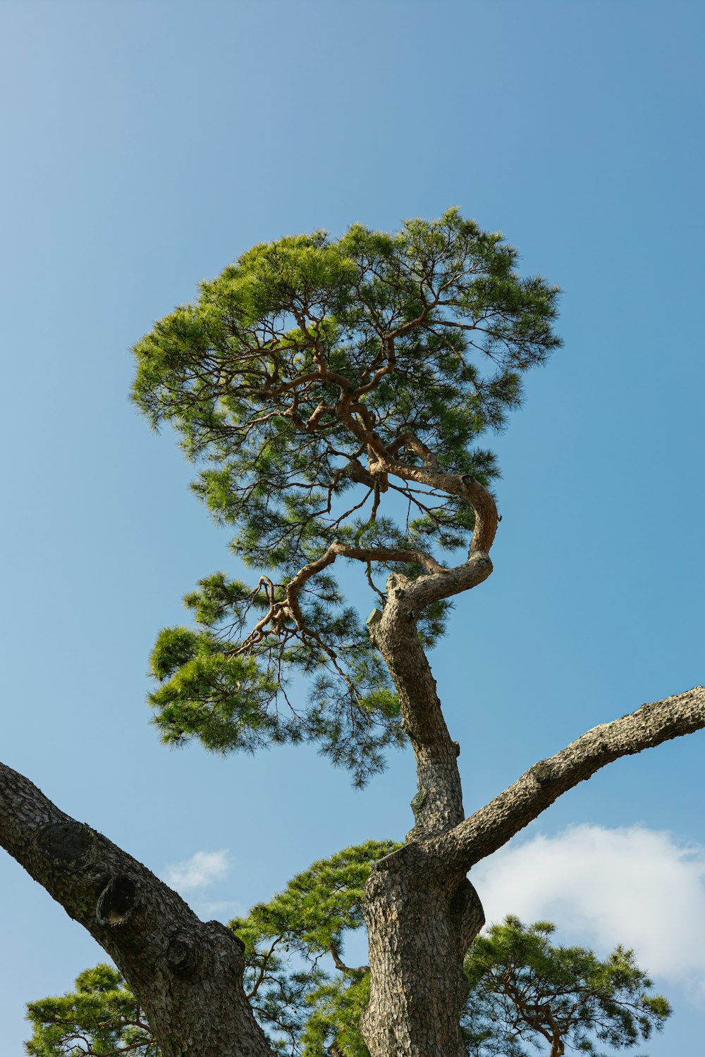 a tall pine tree with a blue sky in the background