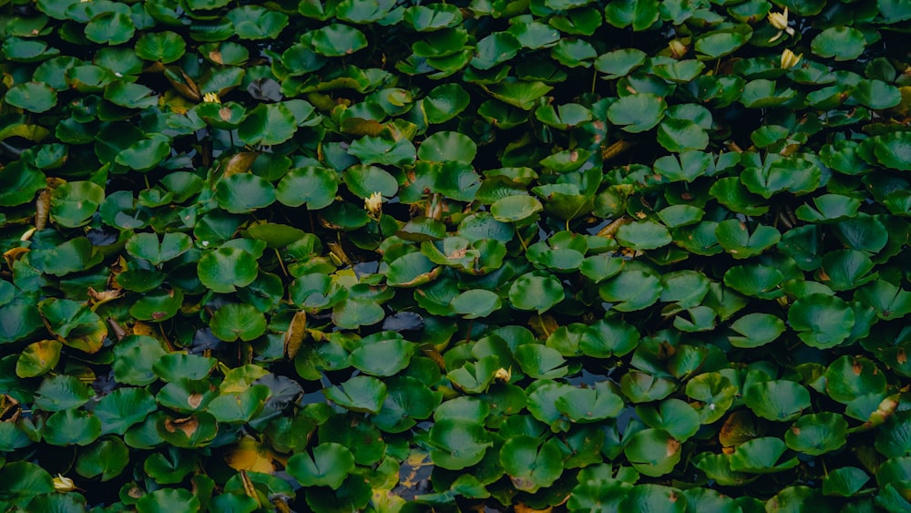 a bunch of water lilies growing in a pond