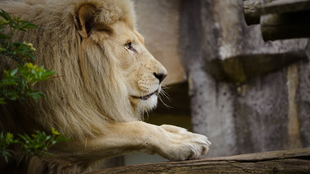 a large white lion laying on top of a rock