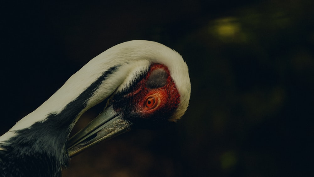 a close up of a bird with a red head