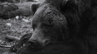 a black and white photo of a bear laying on the ground