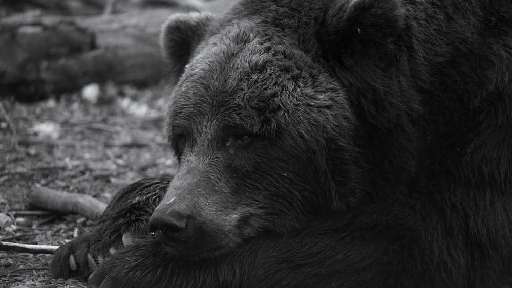 a black and white photo of a bear laying on the ground