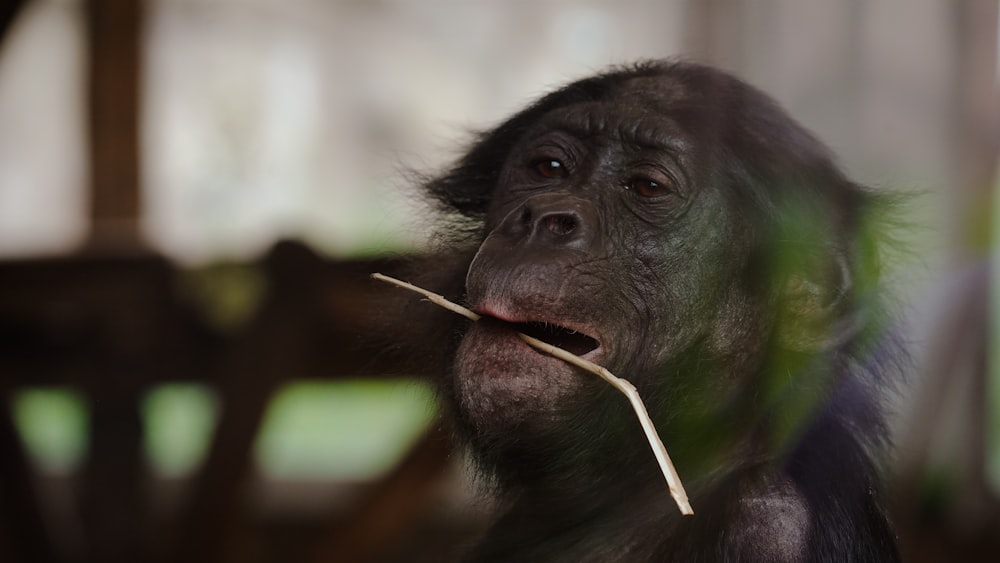 a monkey with a stick in its mouth