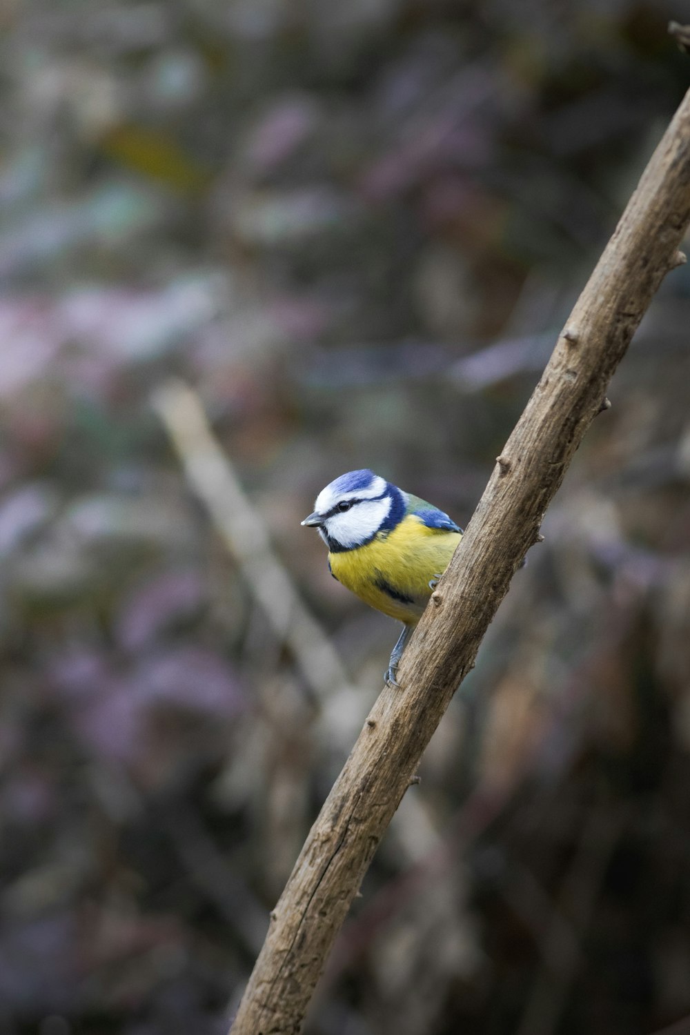 a small blue and yellow bird perched on a branch