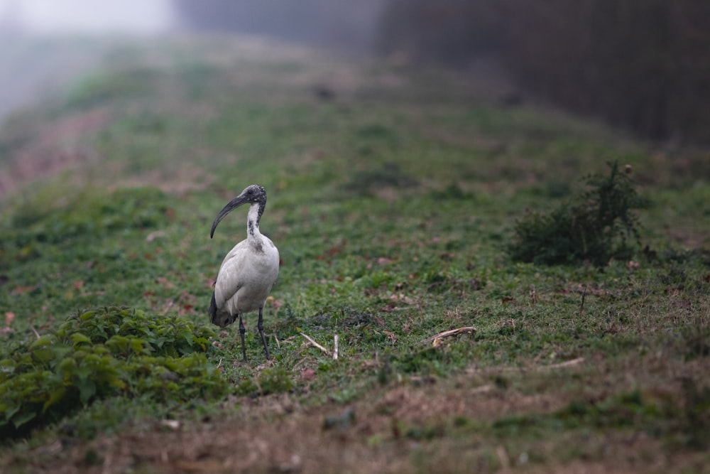 a bird with a long beak standing on a hill