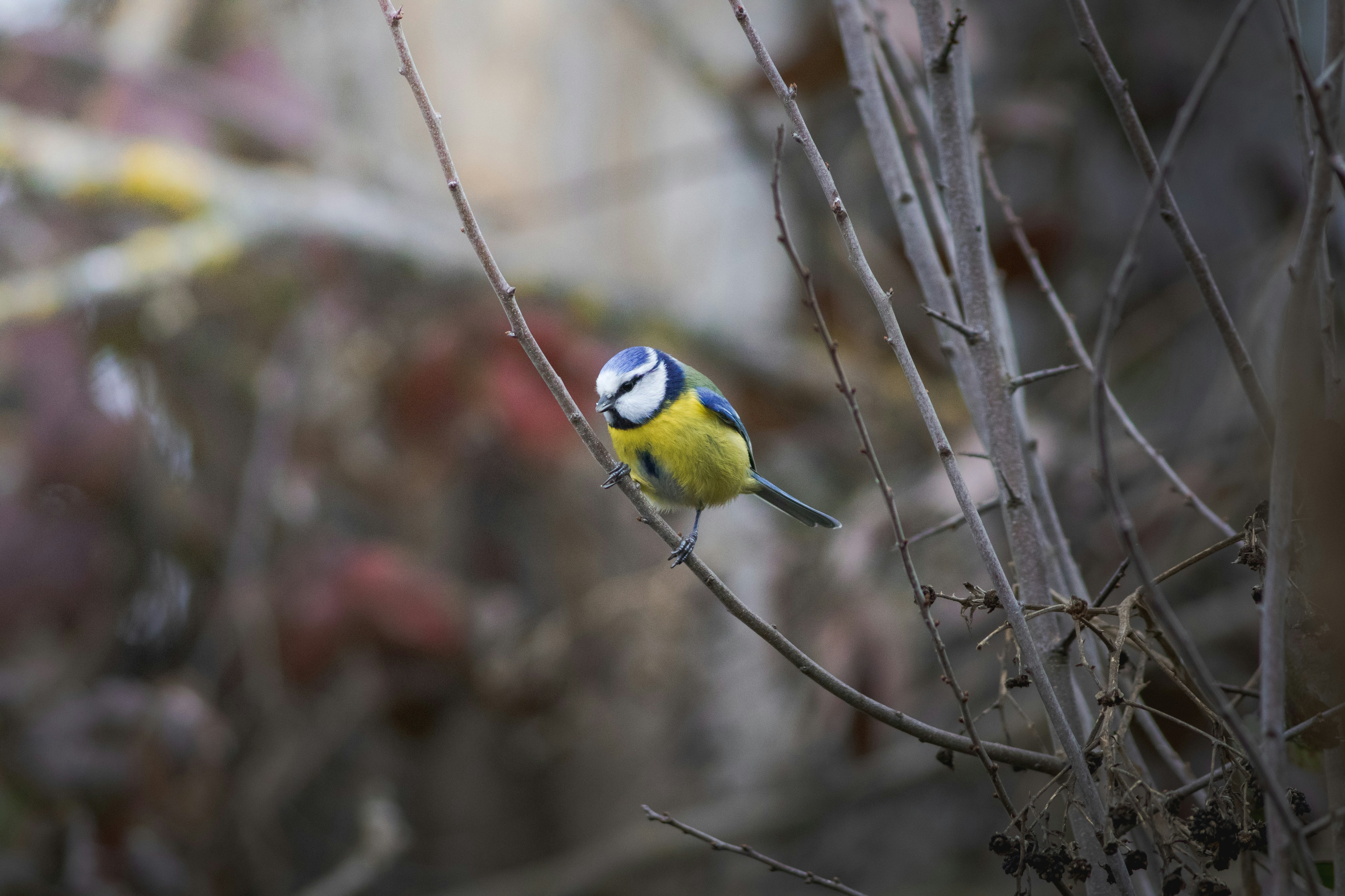 Photo by mattia_poli_04