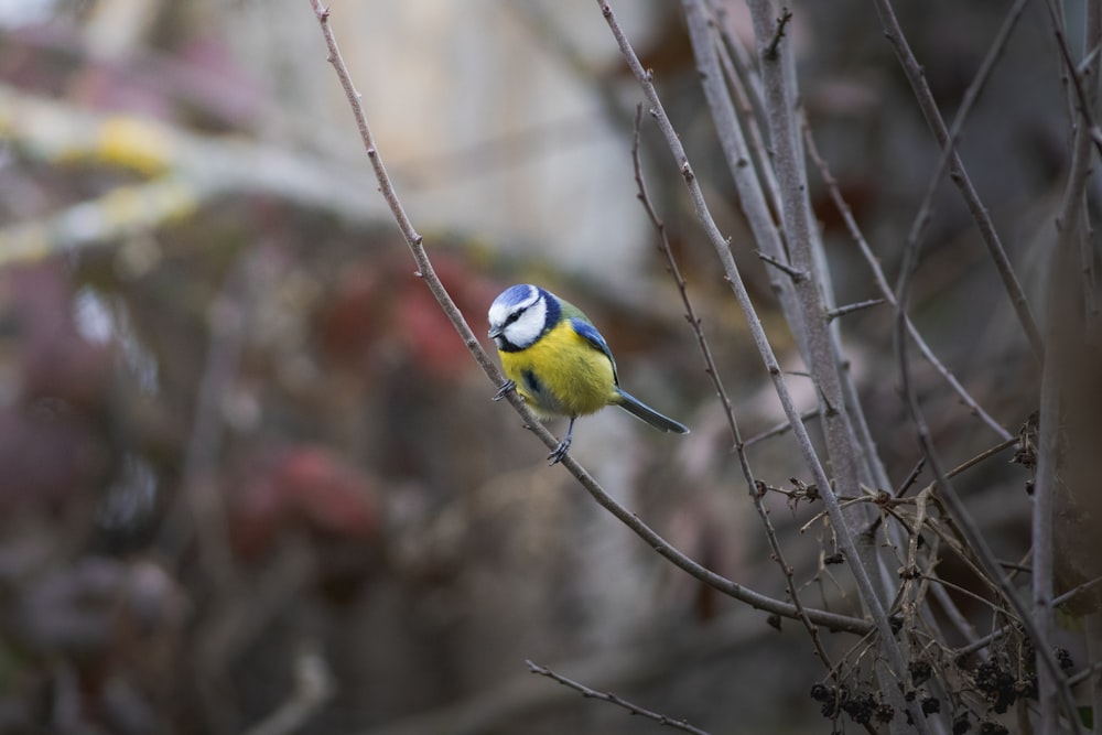 a small yellow and blue bird perched on a tree branch
