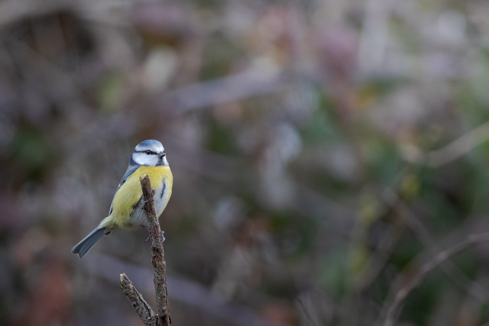 a small yellow and blue bird perched on a branch