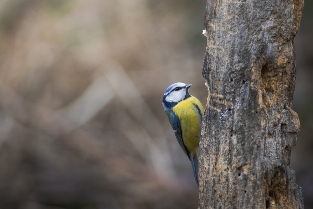 a blue and yellow bird perched on a tree