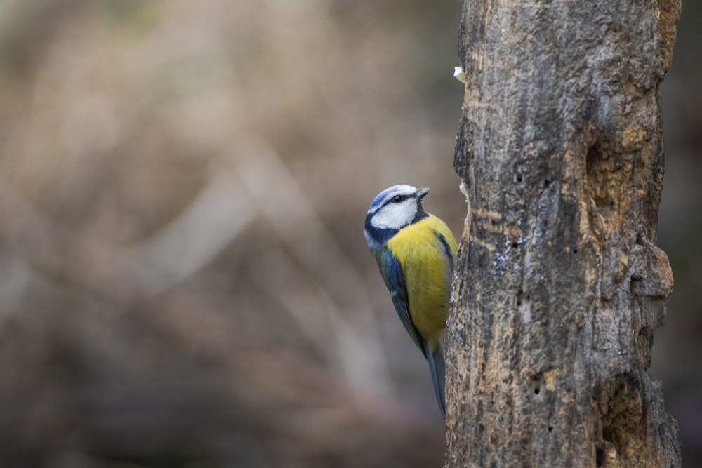 un pájaro azul y amarillo posado en un árbol