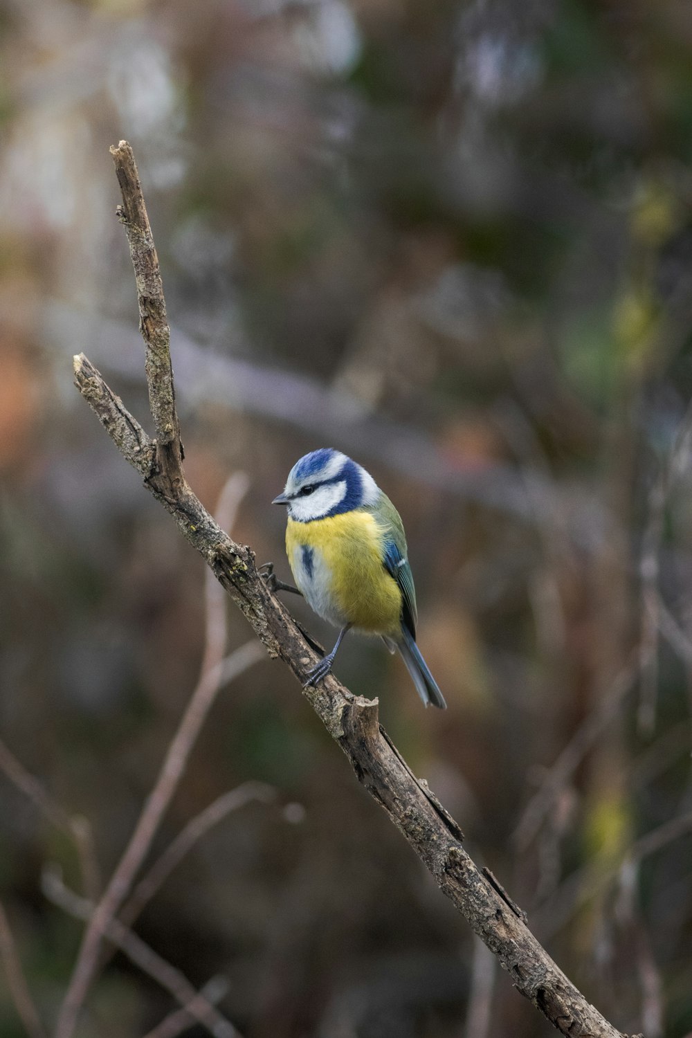 a blue and yellow bird sitting on a tree branch