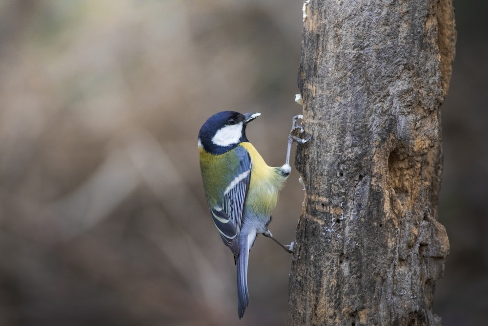 a blue and yellow bird hanging from a tree