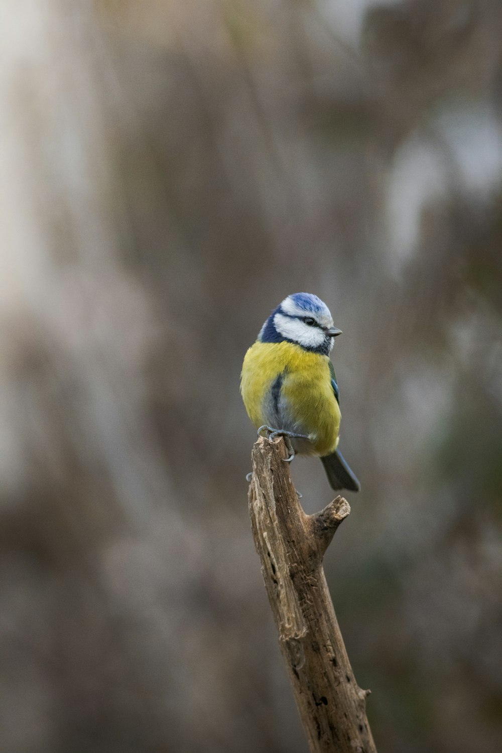 a small blue and yellow bird sitting on a branch