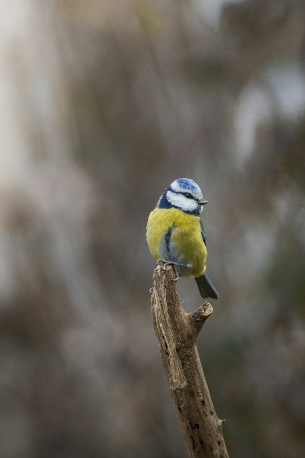 un pequeño pájaro azul y amarillo sentado en una rama