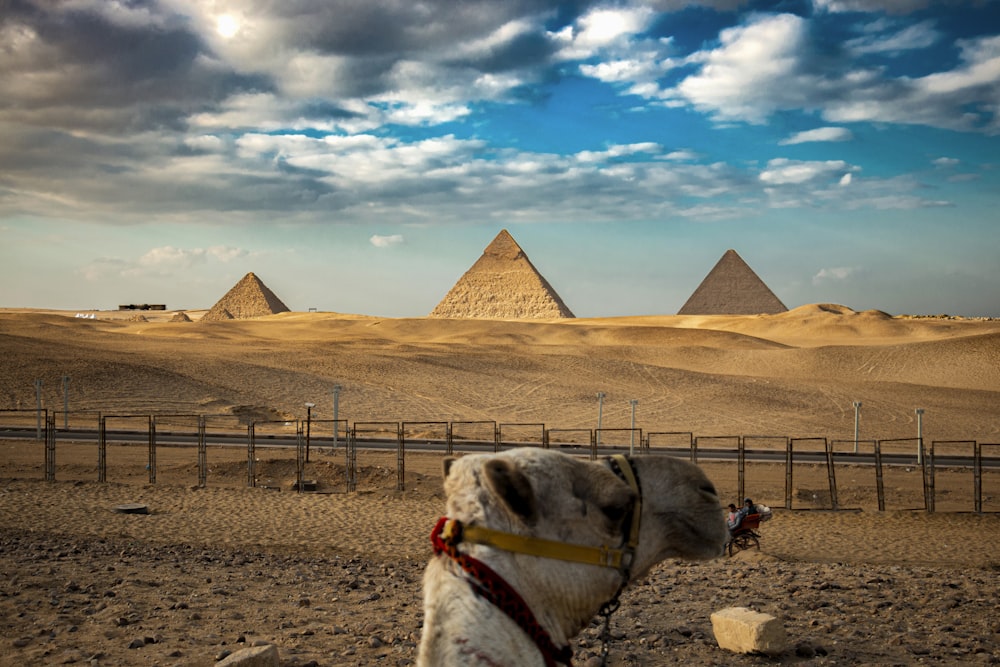a camel in a desert with three pyramids in the background