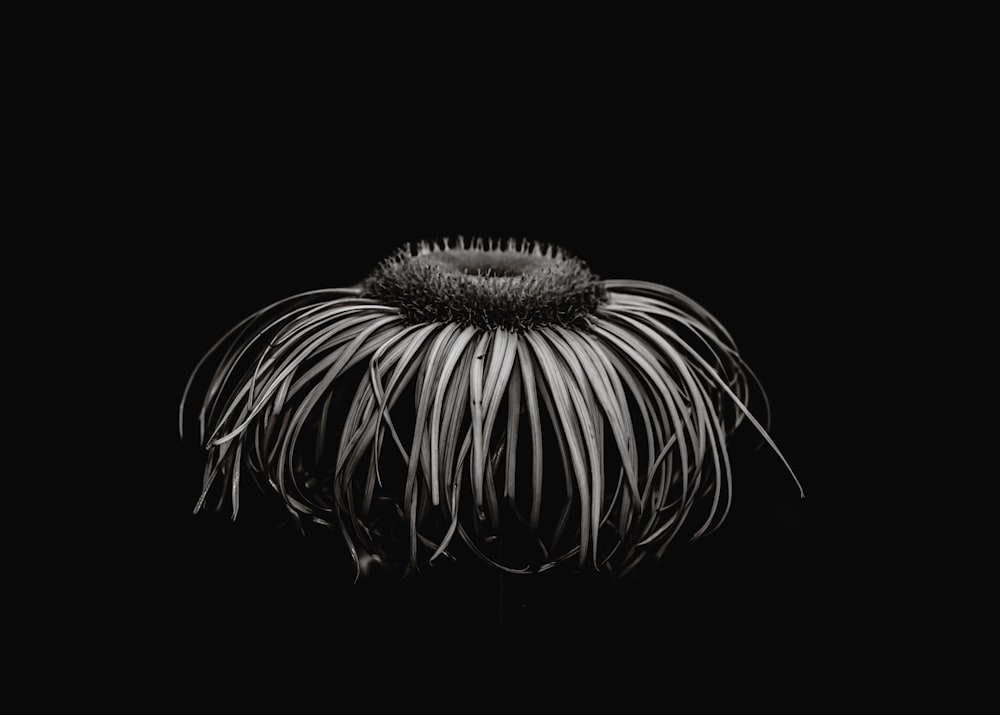 a black and white photo of a flower