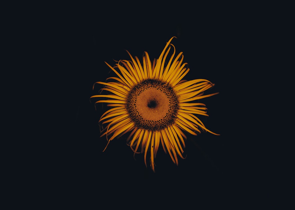 una gran flor amarilla con un fondo negro