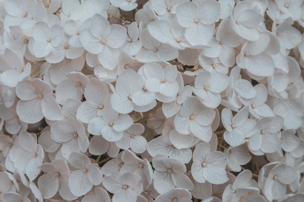 un mazzo di fiori bianchi che stanno sbocciando