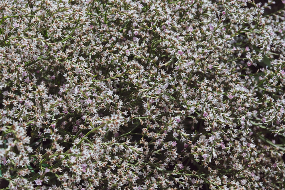 Un primer plano de una planta con pequeñas flores blancas