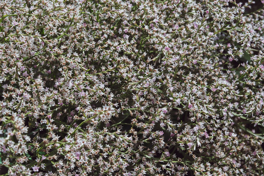 a close up of a plant with small white flowers