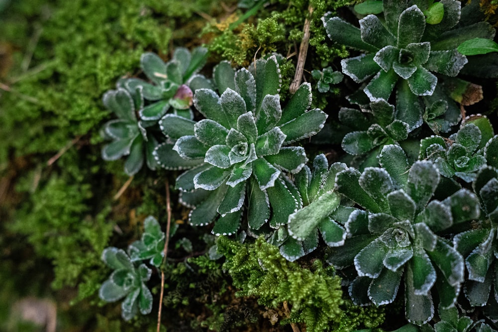 a close up of a plant with green leaves