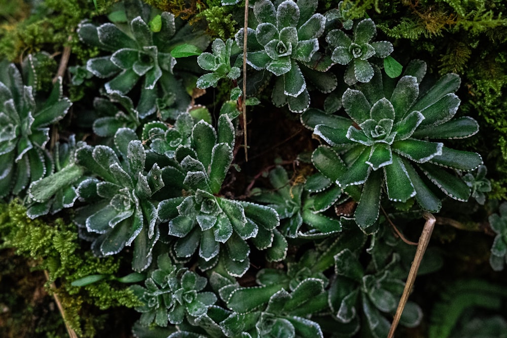a group of green plants covered in frost