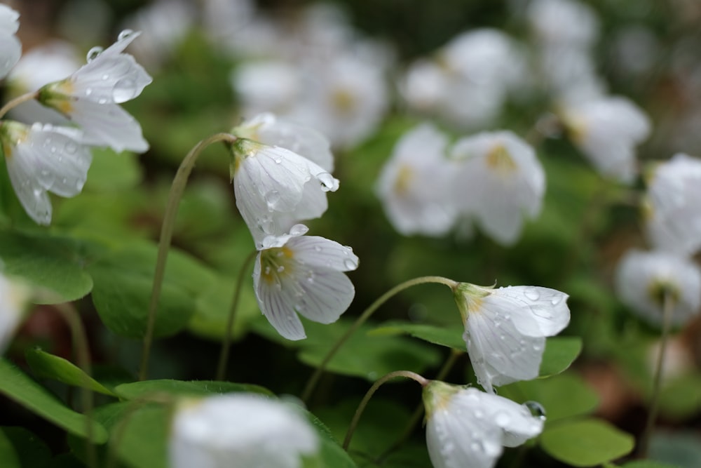 a bunch of white flowers with water droplets on them